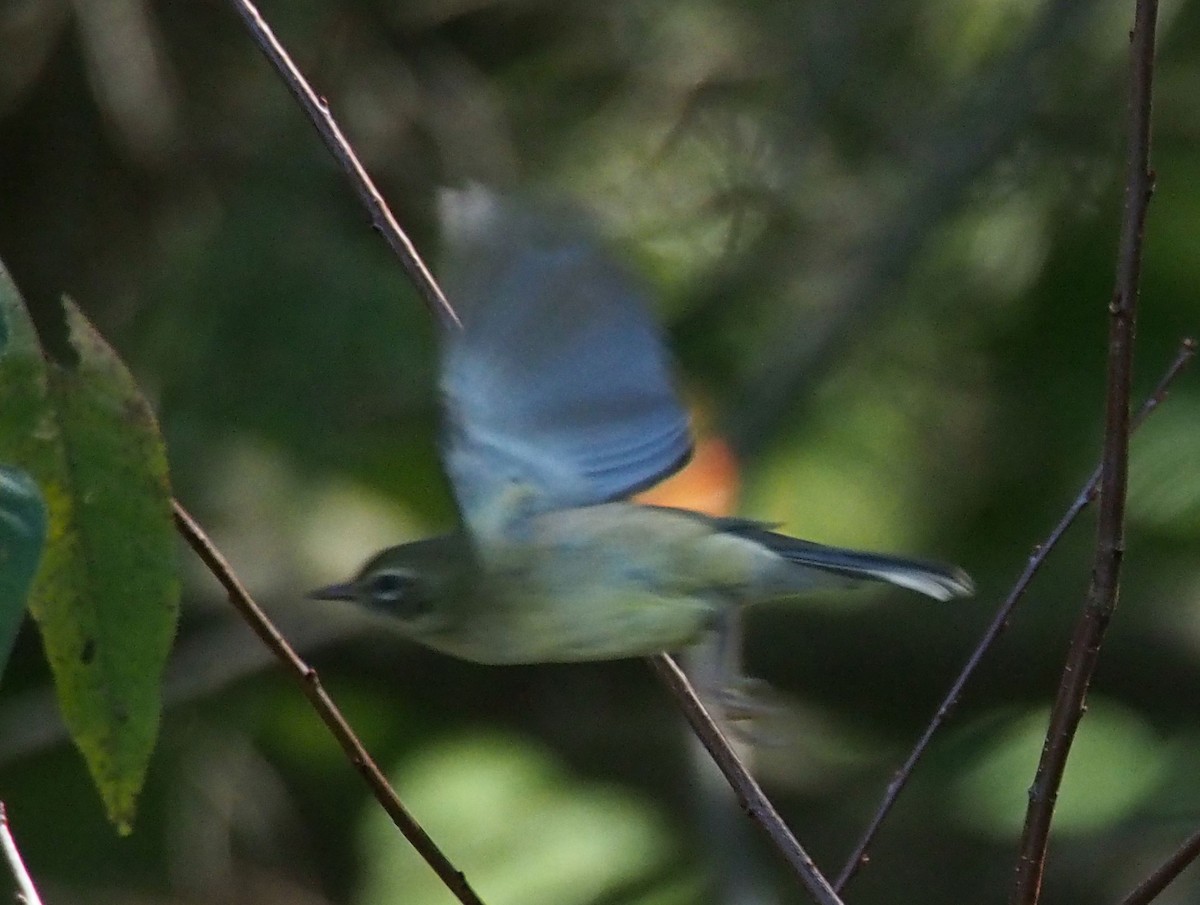 Black-throated Blue Warbler - ML70490671