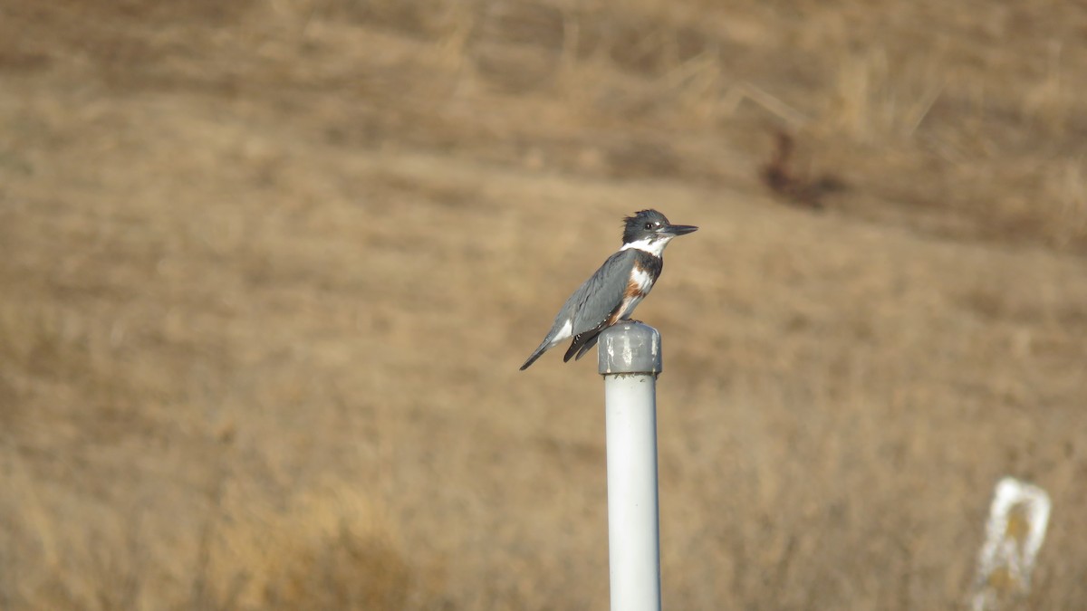 Belted Kingfisher - ML70495311