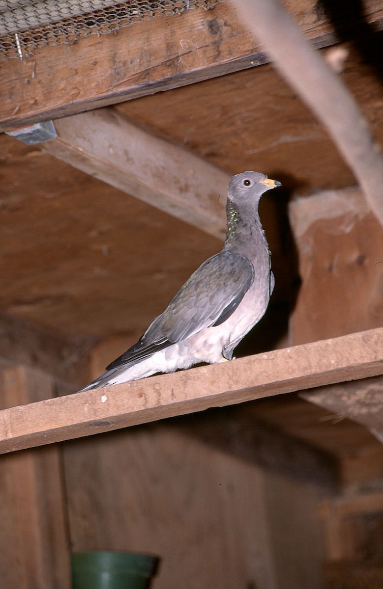 Band-tailed Pigeon (Northern) - Josep del Hoyo