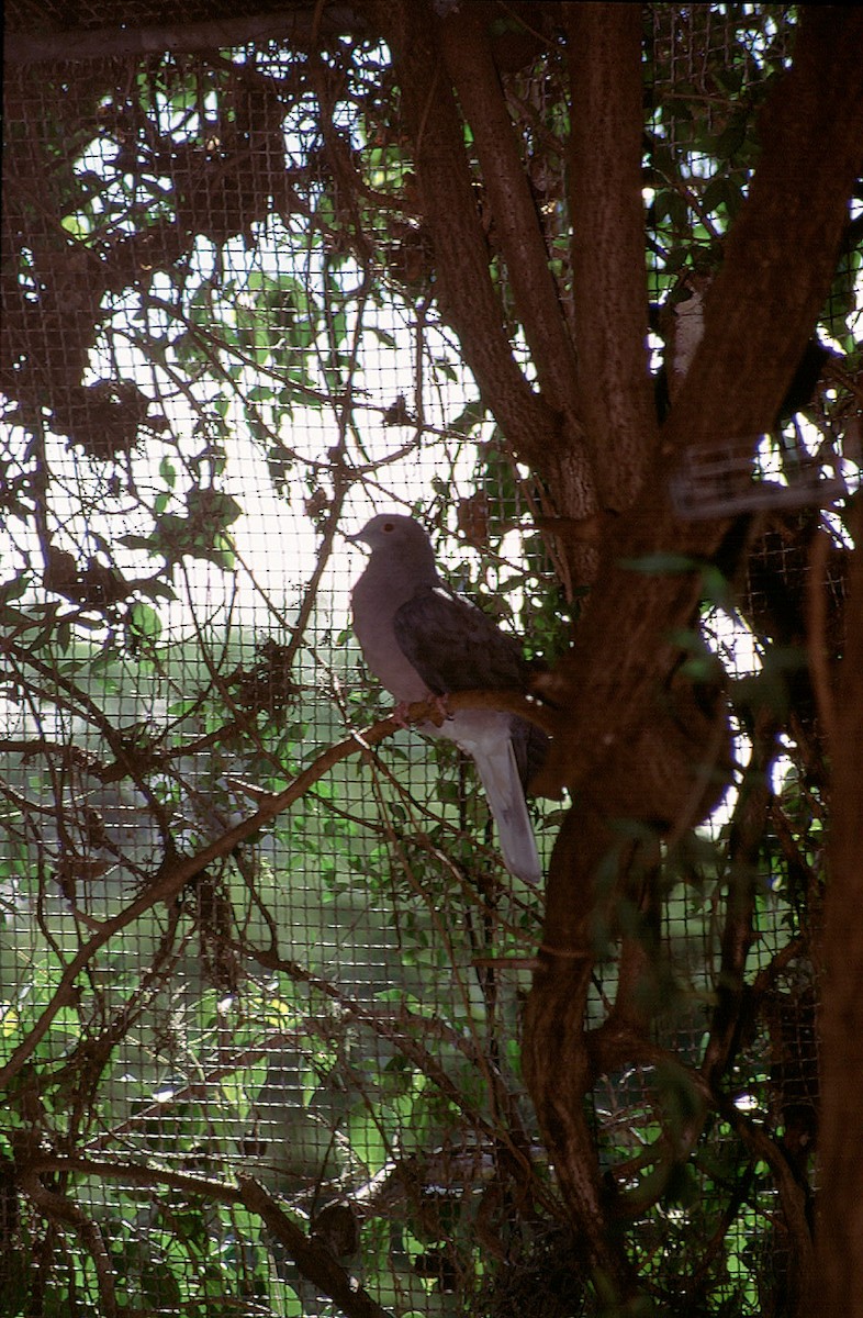 Ring-tailed Pigeon - Josep del Hoyo