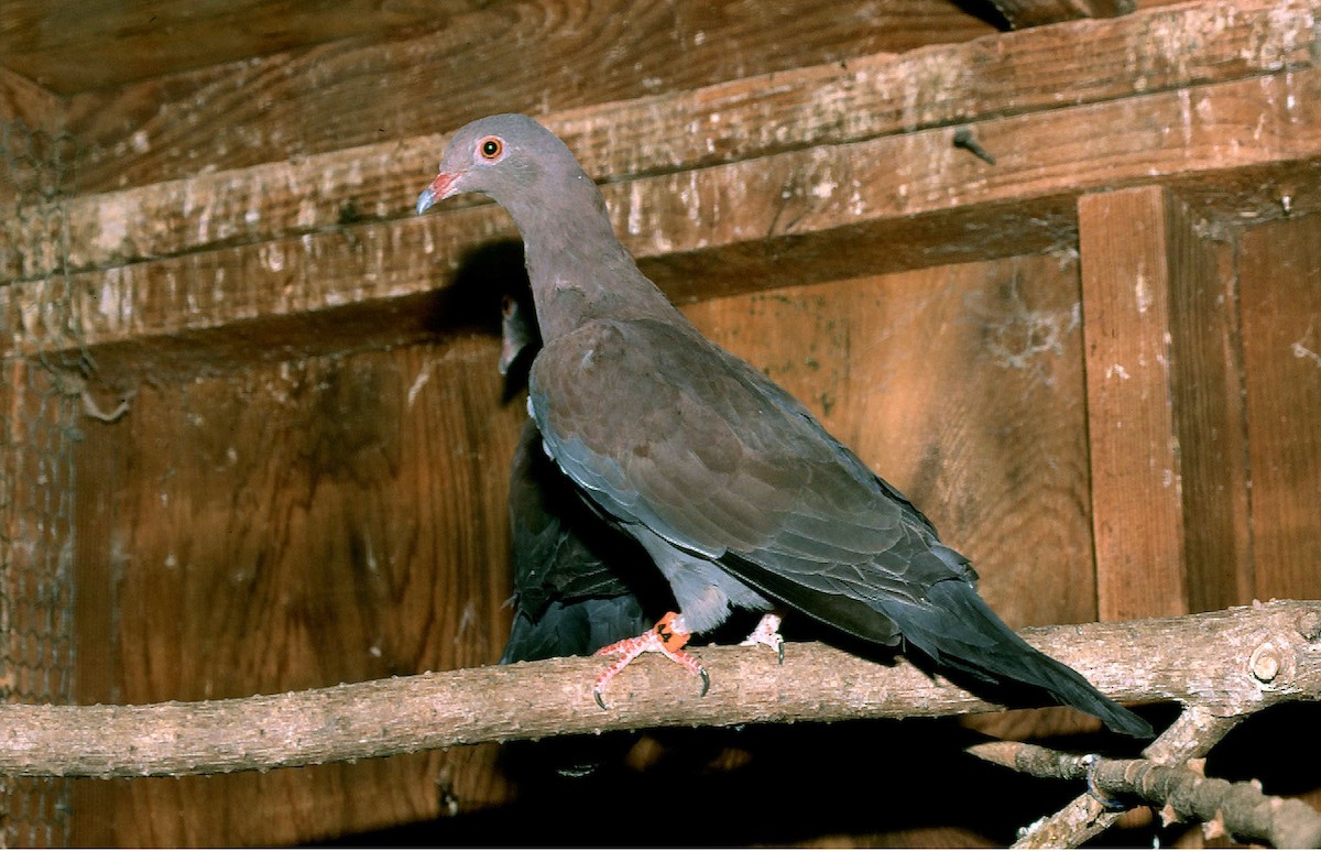 Peruvian Pigeon - Josep del Hoyo