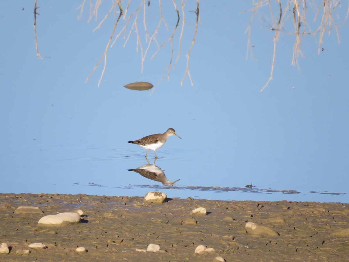 Solitary Sandpiper - Anne (Webster) Leight