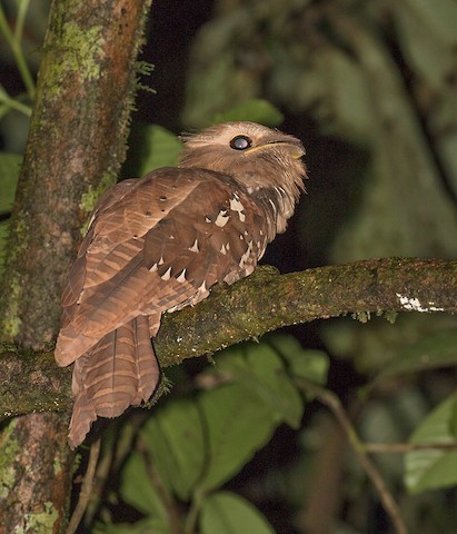 Large frogmouth