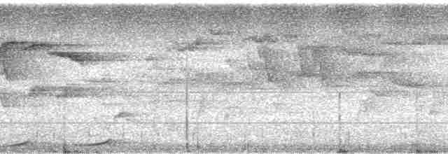 holub světleoký - ML70499