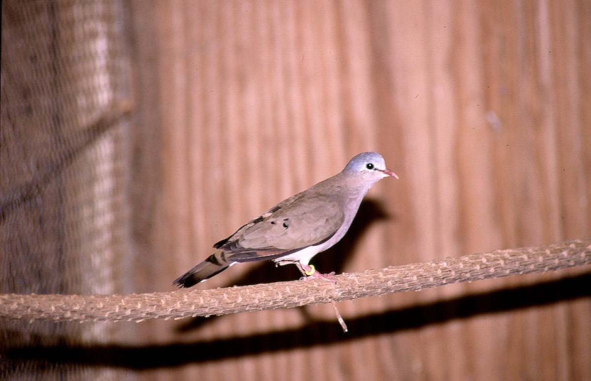 Blue-spotted Wood-Dove - Josep del Hoyo
