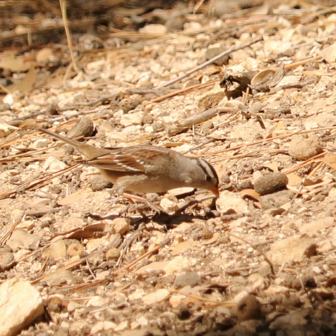 White-crowned Sparrow - ML70500571