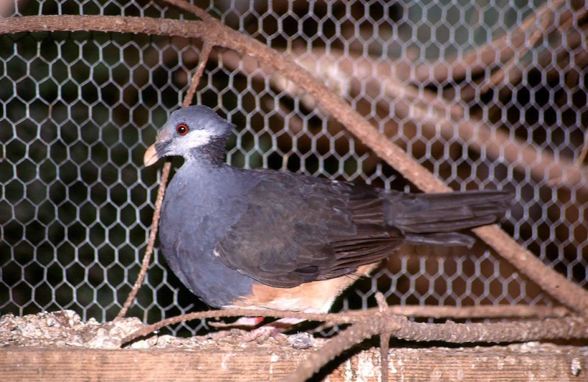 Thick-billed Ground-Pigeon - Josep del Hoyo