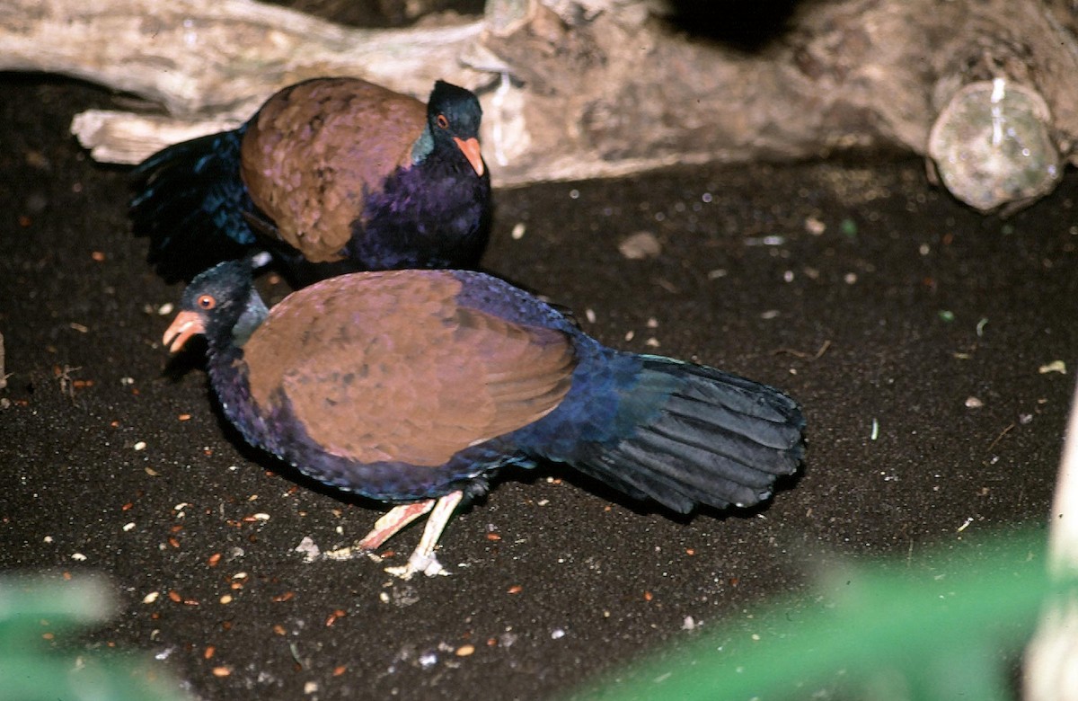 Pheasant Pigeon (Green-naped) - Josep del Hoyo