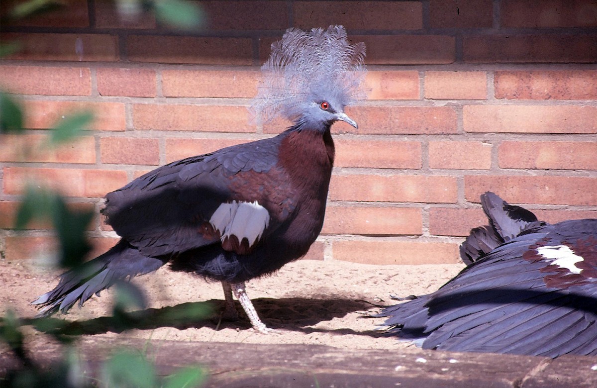 Sclater's Crowned-Pigeon - Josep del Hoyo