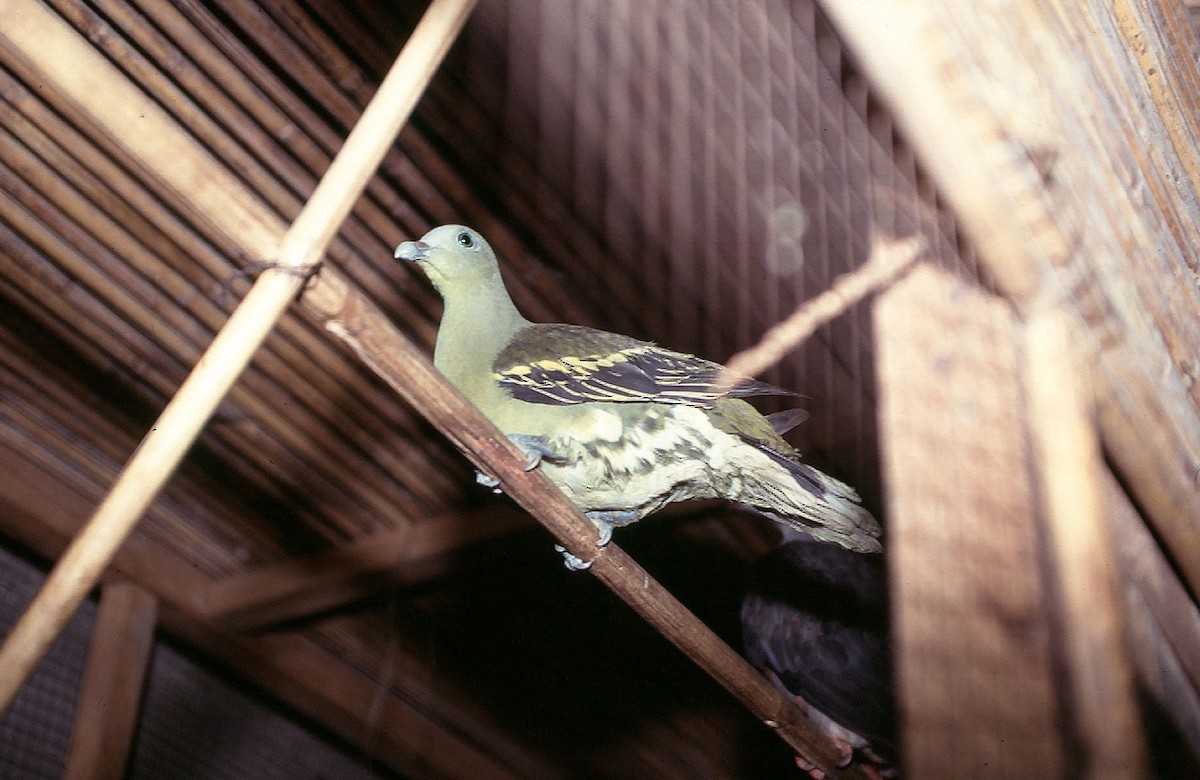 Philippine Green-Pigeon - Josep del Hoyo