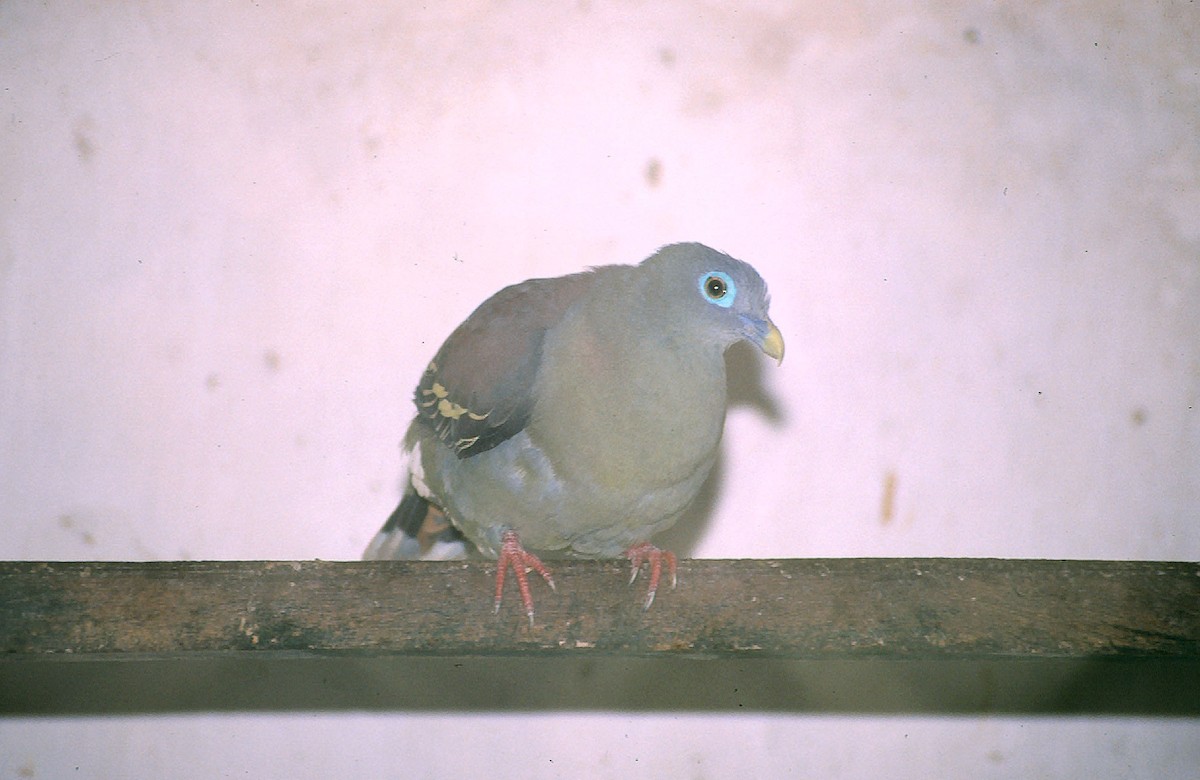 Gray-cheeked Green-Pigeon - Josep del Hoyo