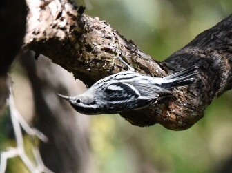 Black-and-white Warbler - ML70508051