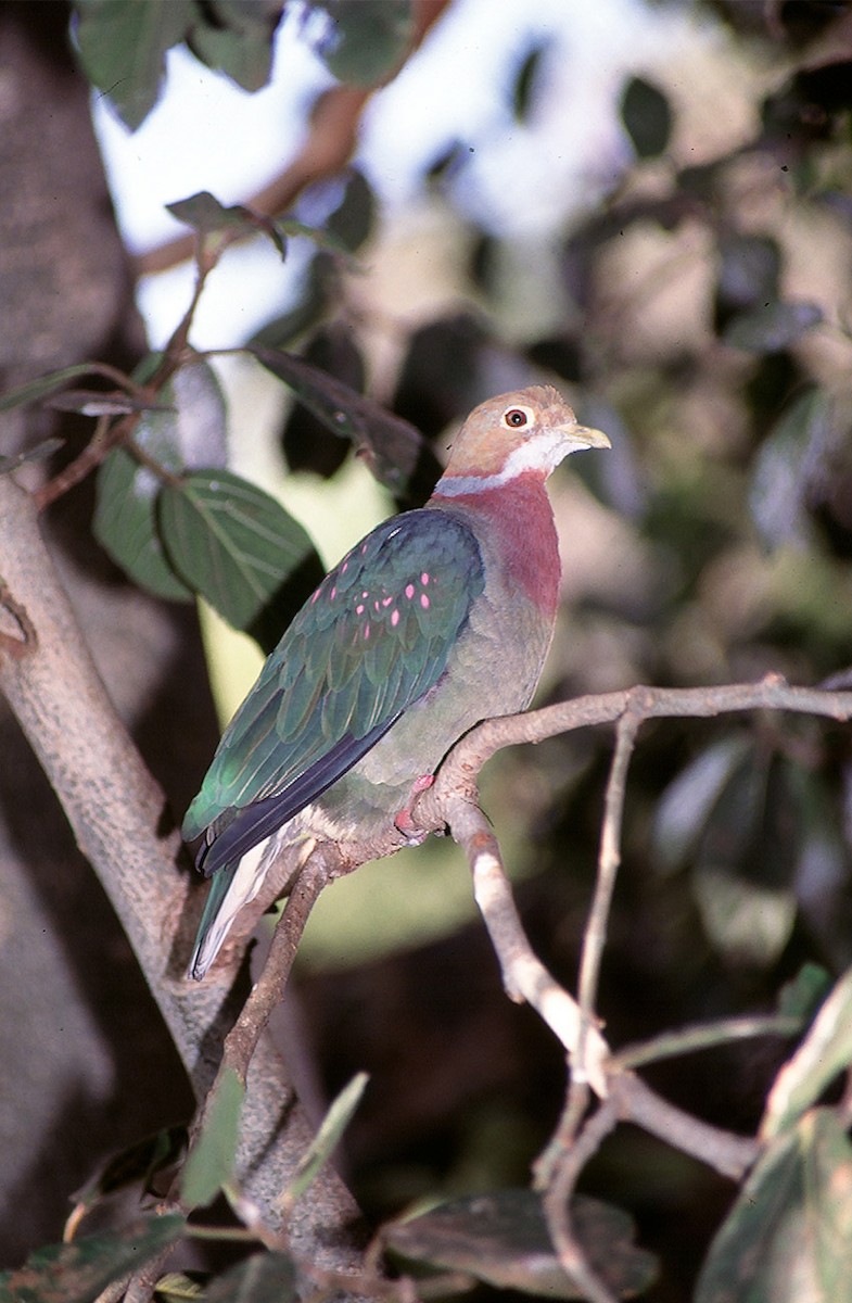Pink-spotted Fruit-Dove - Josep del Hoyo