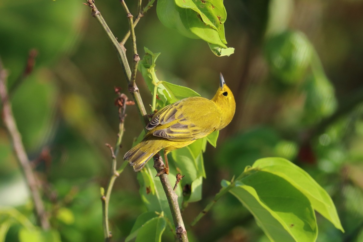 Yellow Warbler - Hugh Whelan