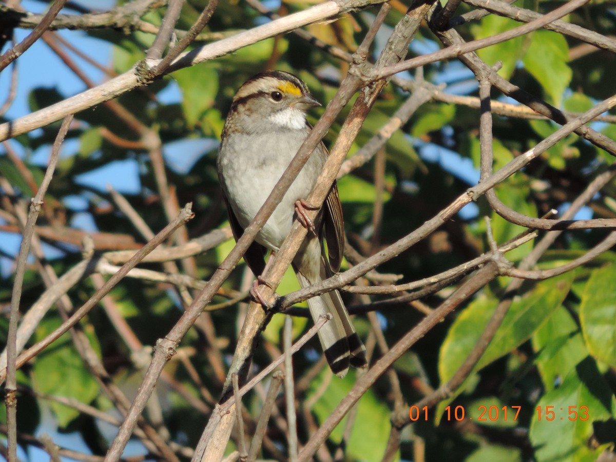 White-throated Sparrow - ML70510011