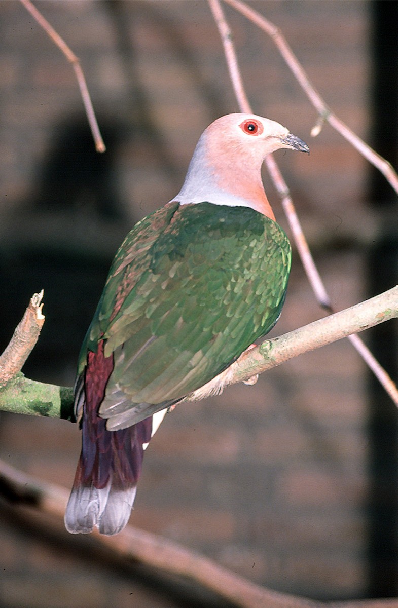 Purple-tailed Imperial-Pigeon - Josep del Hoyo