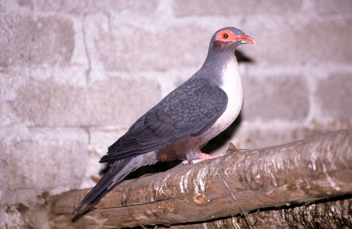 Papuan Mountain-Pigeon - Josep del Hoyo