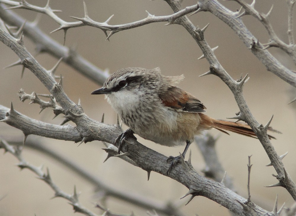 Necklaced Spinetail (Necklaced) - ML705128