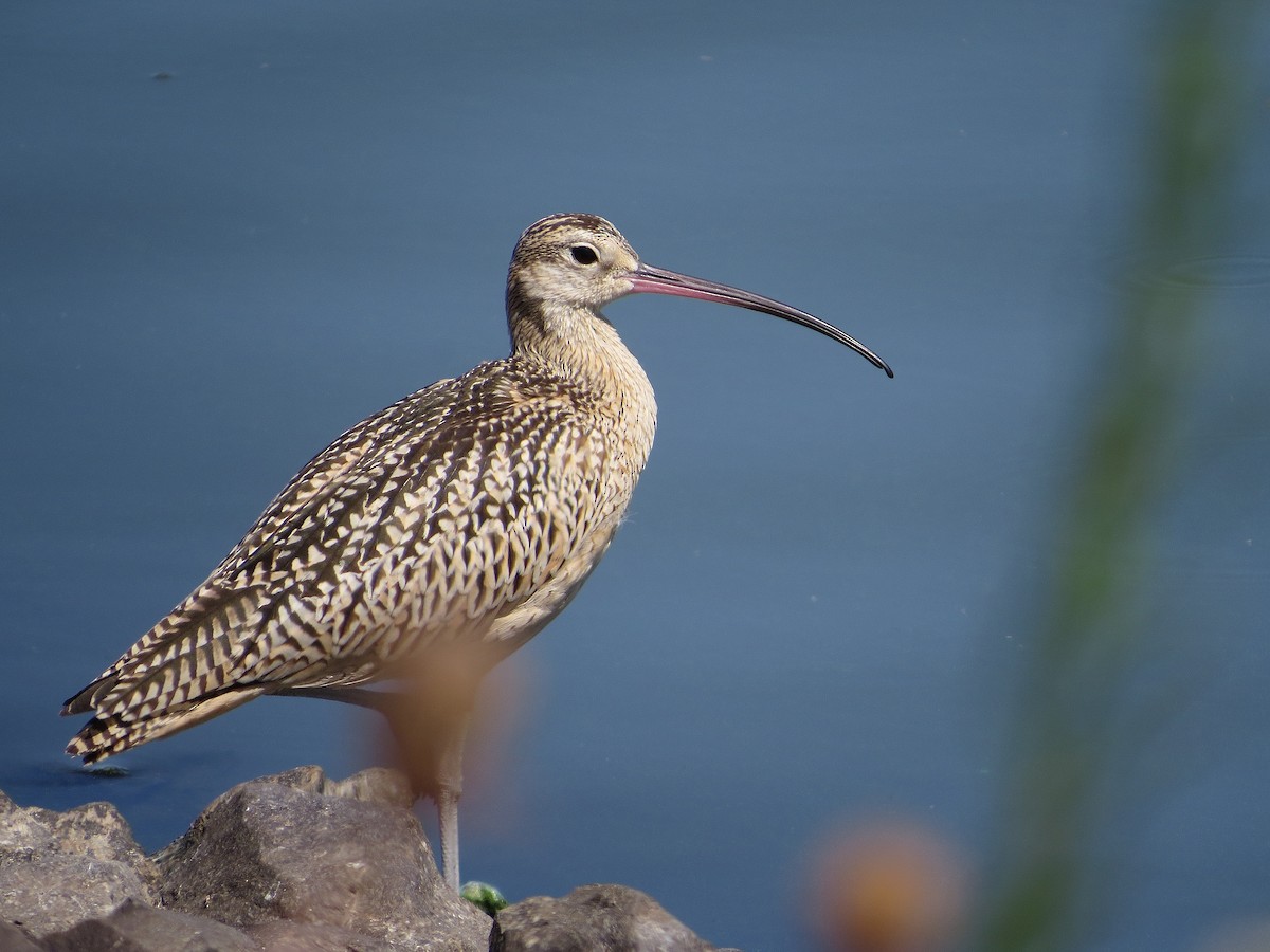 Long-billed Curlew - ML70515601