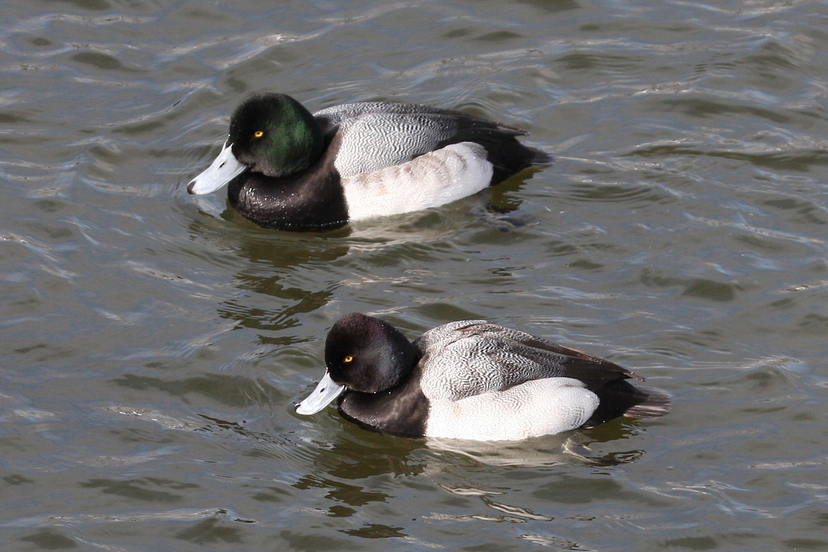 Greater Scaup - ML70517561