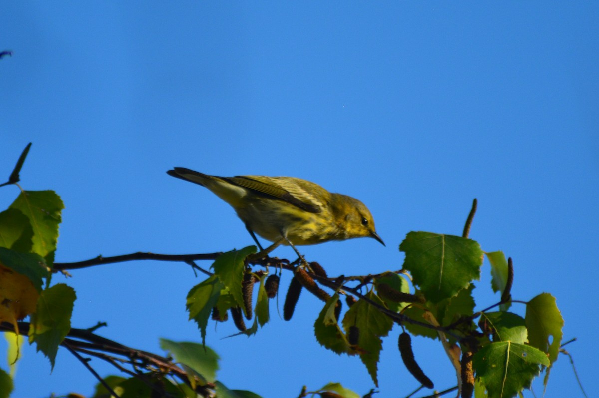 Cape May Warbler - ML70517771