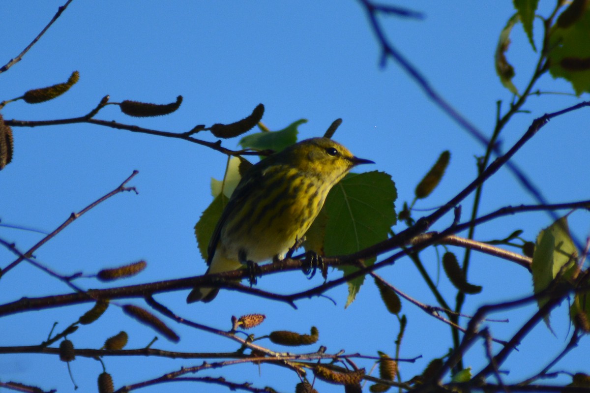 Cape May Warbler - ML70517791