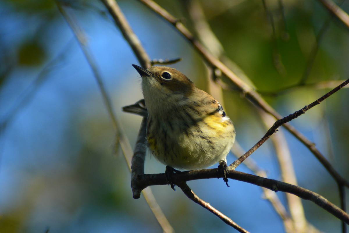 Yellow-rumped Warbler (Myrtle) - ML70517961