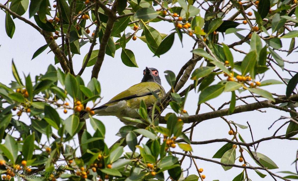 Australasian Figbird - abbi gomersall