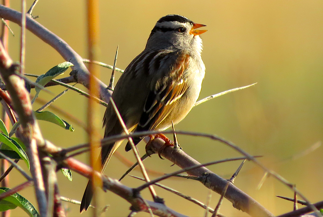 White-crowned Sparrow (Gambel's) - ML70519121