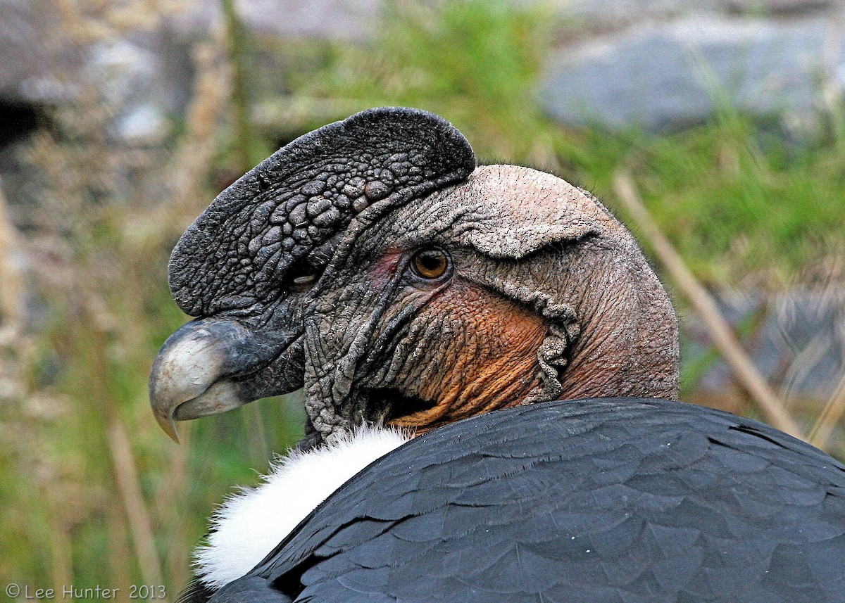 Andean Condor - Lee Hunter