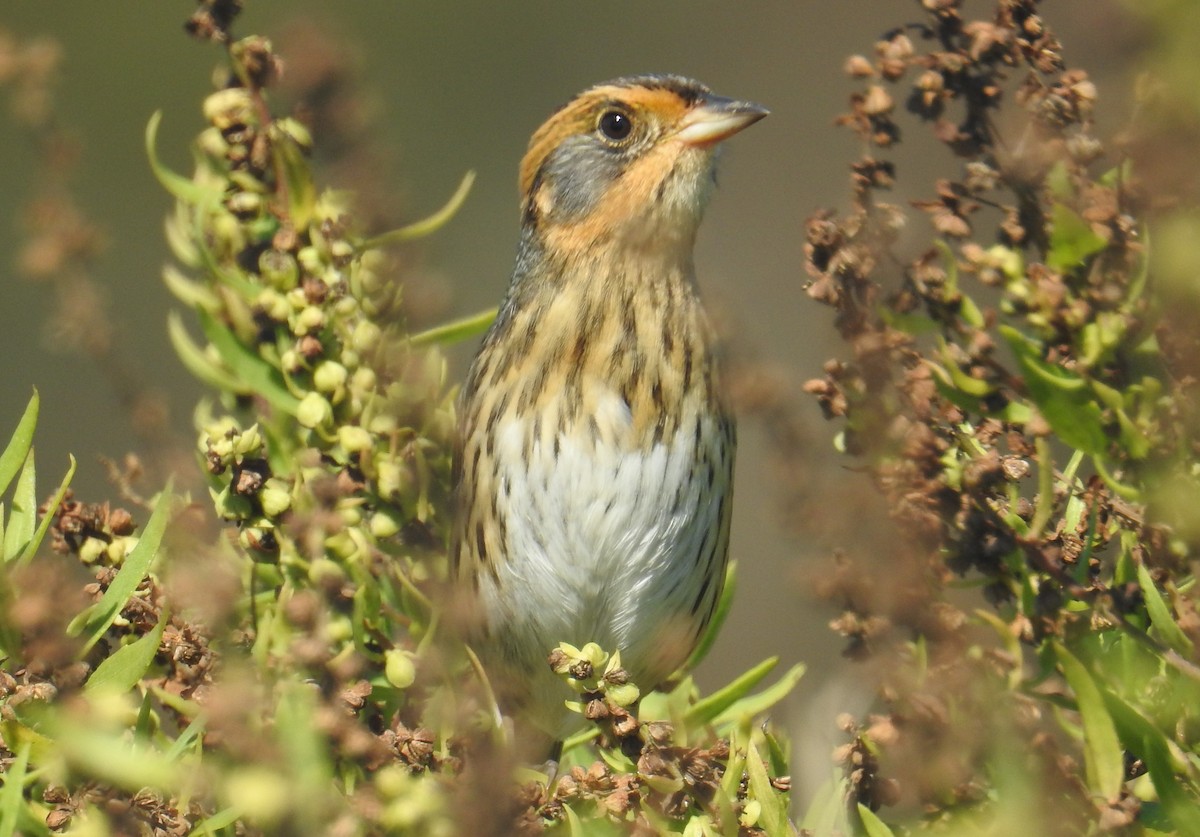 Saltmarsh Sparrow - Carol Baird Molander