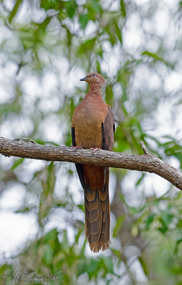 Brown Cuckoo-Dove - abbi gomersall