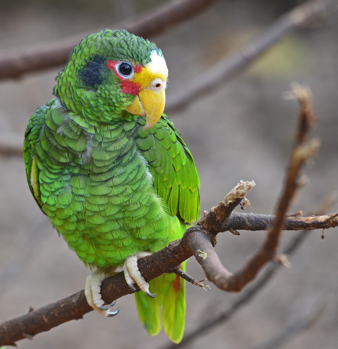 Yellow-lored Parrot - Ken Simonite