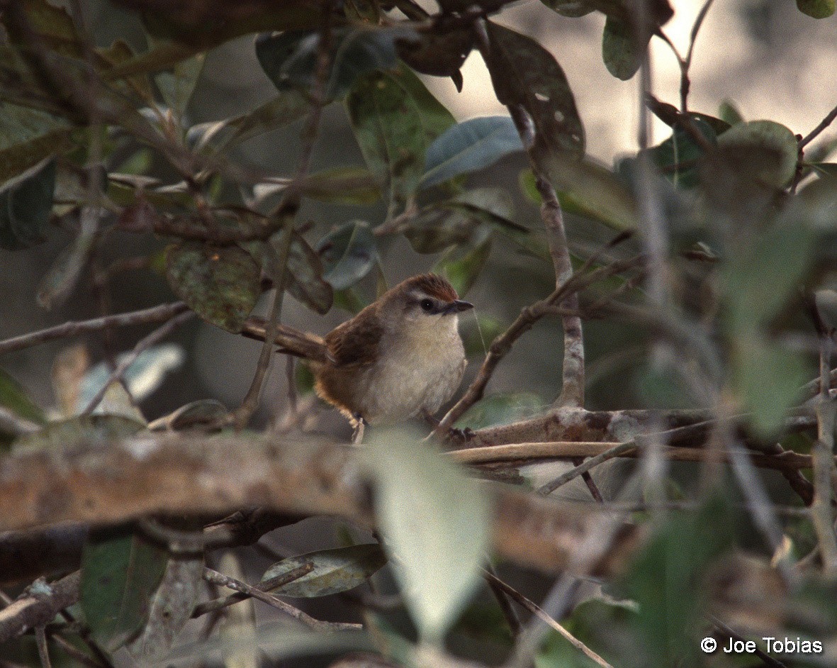 Rufous-fronted Thornbird (Rufous-fronted) - ML705214