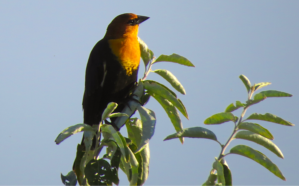 Yellow-headed Blackbird - ML70522211