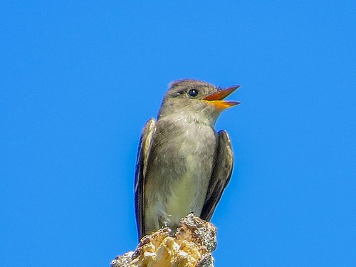 Western Wood-Pewee - Teresa Connell
