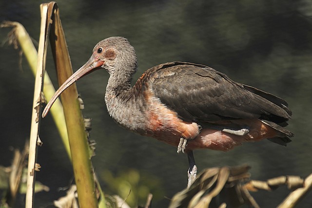 Scarlet Ibis - eBird