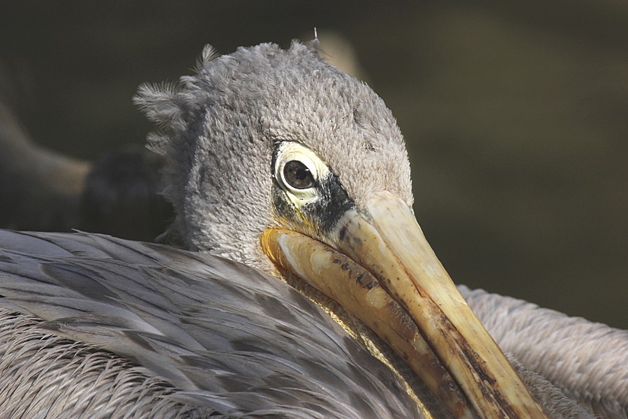 Pink-backed Pelican - raniero massoli novelli