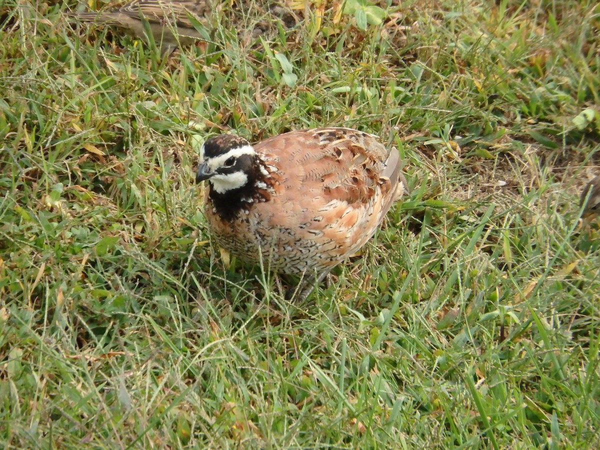 Northern Bobwhite - ML70527001