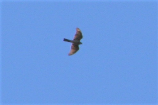 Collared Sparrowhawk - ML70527031