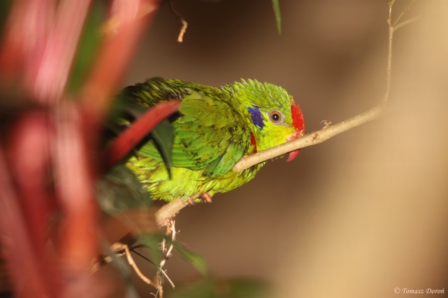 Red-fronted Lorikeet - Tomasz Doroń