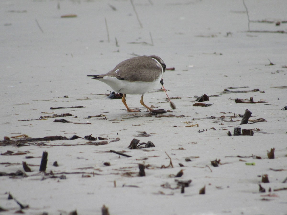 Semipalmated Plover - ML70530091
