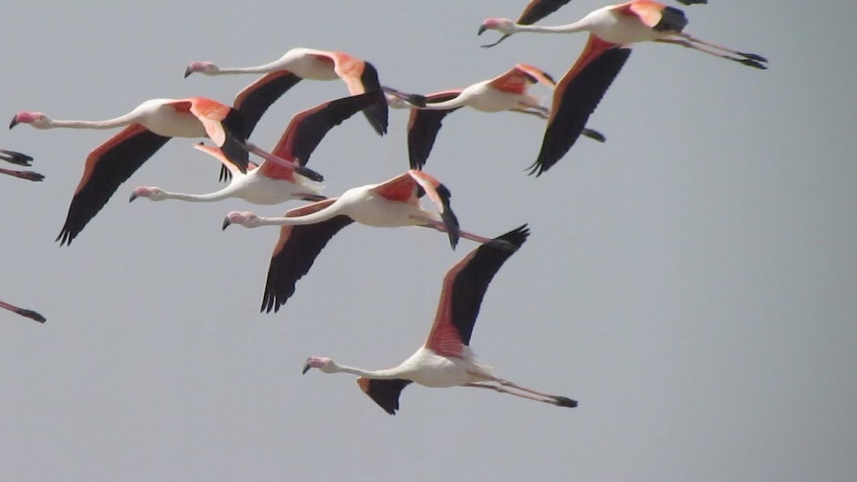 Greater Flamingo - ML705308