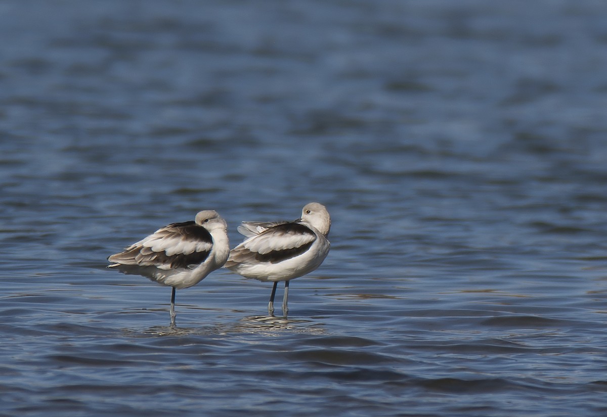American Avocet - Jerry Ting