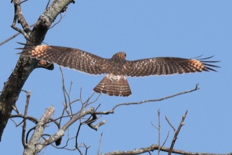 Red-shouldered Hawk - Austin Broadwater