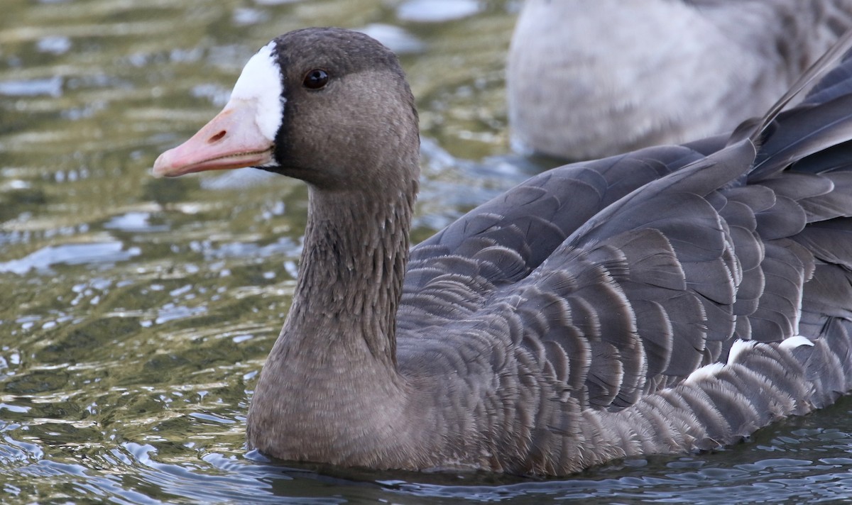 Greater White-fronted Goose - Peter Svensson