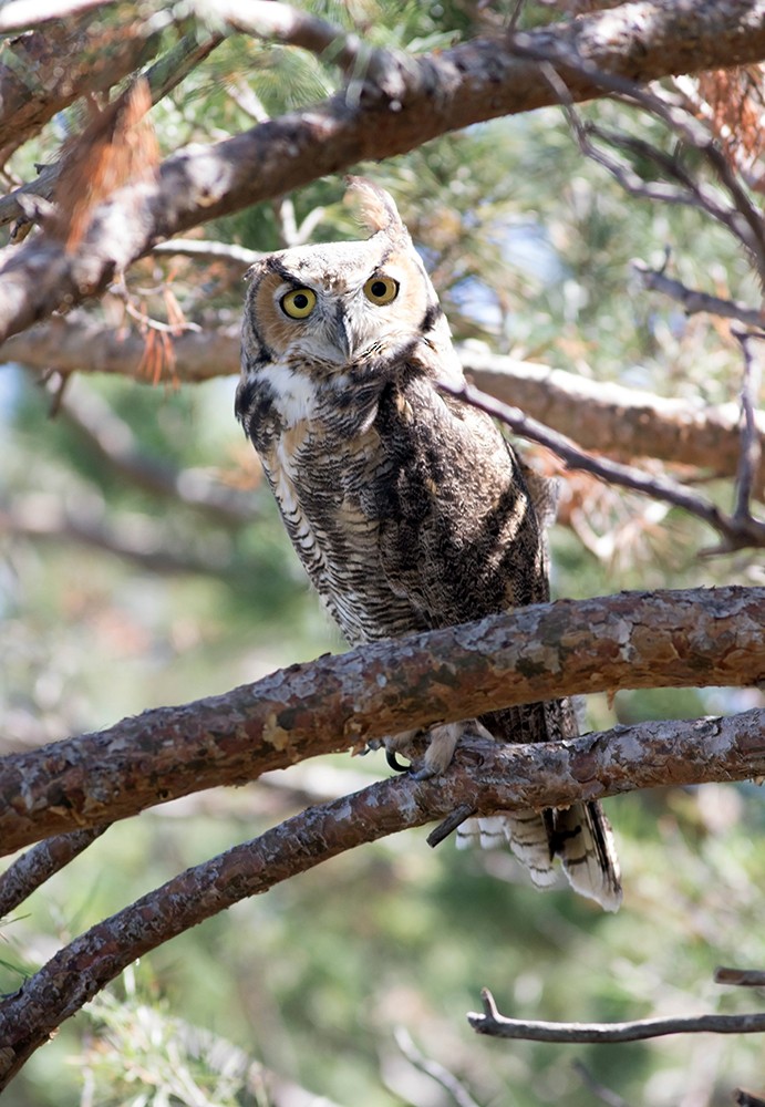 Great Horned Owl - Tony Leukering
