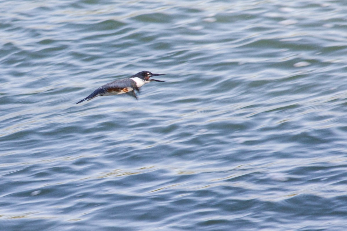 Belted Kingfisher - ML70536351