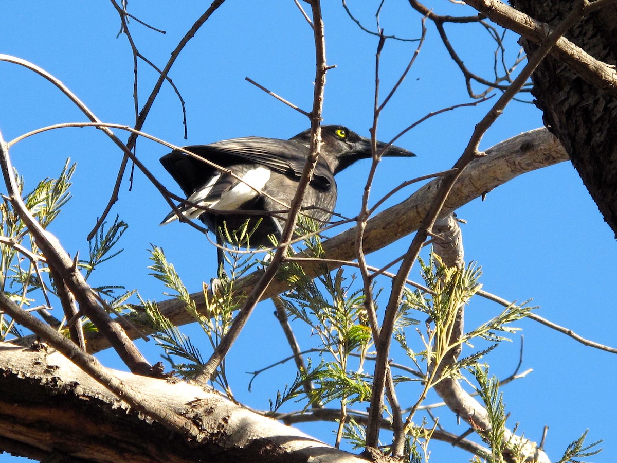Gray Currawong (Clinking) - Steph Leger