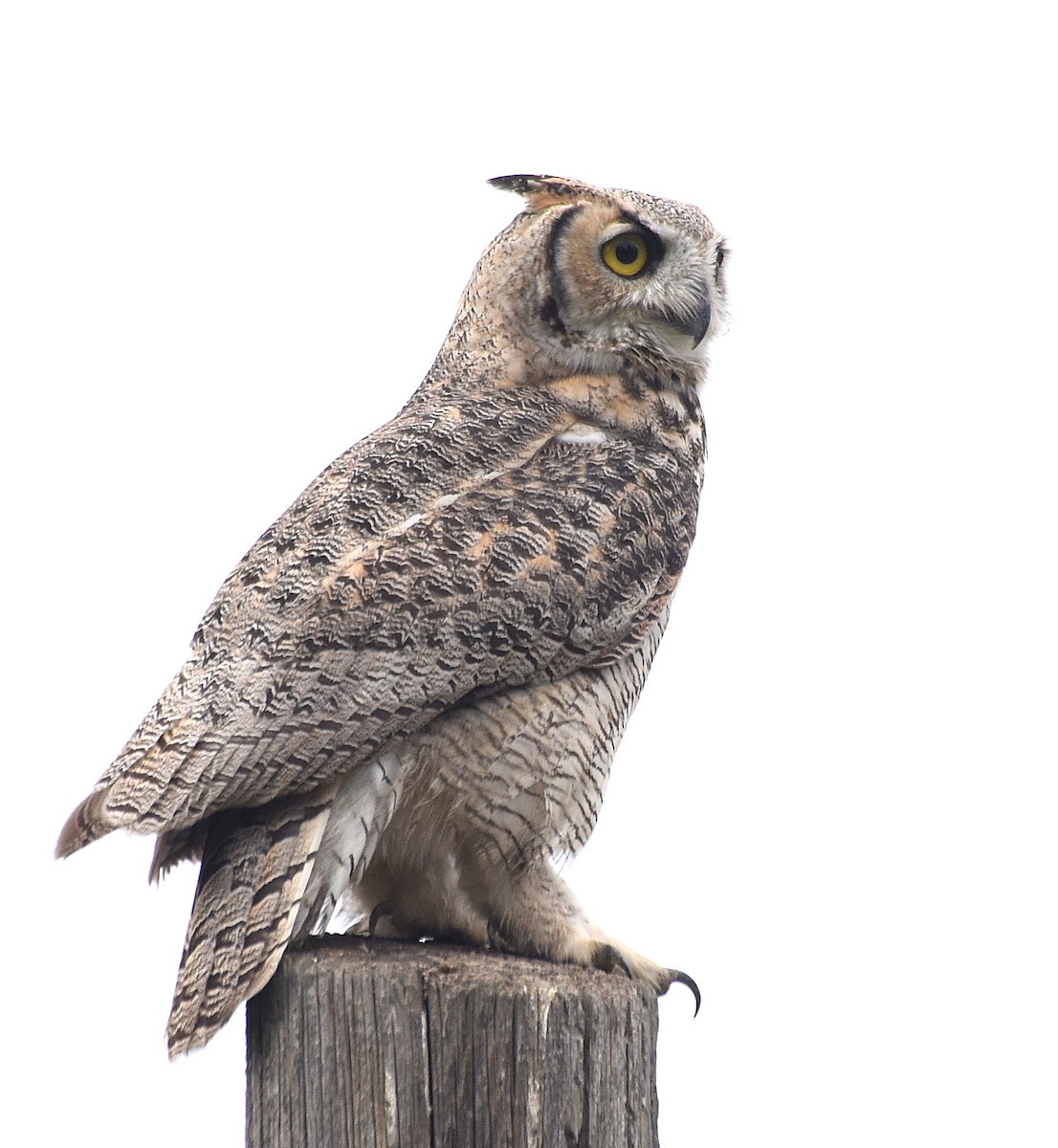 Great Horned Owl - Steven Mlodinow